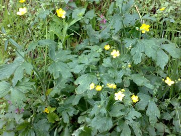 Ranunculus cfr. lanuginosus